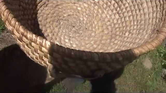 Невероятное приключение гнесинцев на Брянщине смотреть онлайн