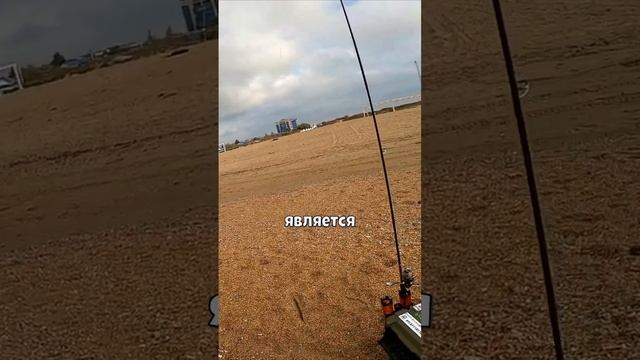 Сарган. Как ловить саргана? Зелёные кости у саргана #shorts #reels #сарган #рыбалка #rockfishing