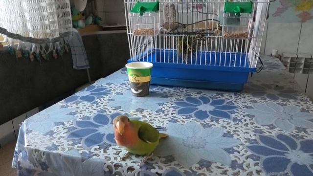 Игрушка для неразлучника. Lovebird Toy.