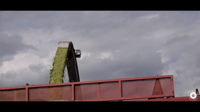 Corn silage 2019 !! CLAAS Jaguar 950, 2x Fendt, 2x John Deere, Case, JCB & more ... смотреть онлайн