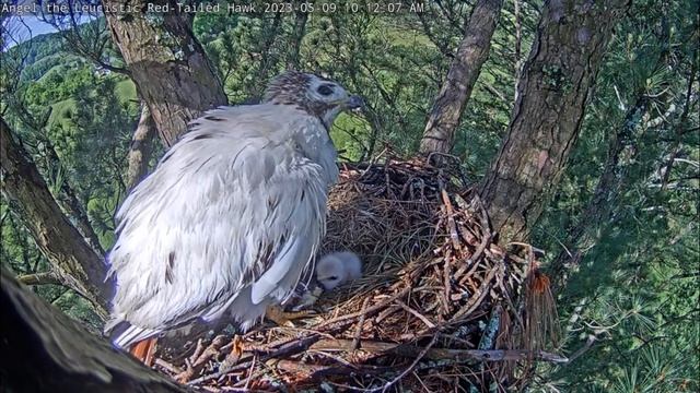 Leucistic red-tailed hawk 5/9/2023 Feeding смотреть онлайн