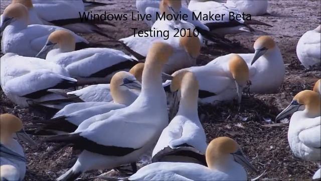 Windows Live Movie Maker Beta Test смотреть онлайн