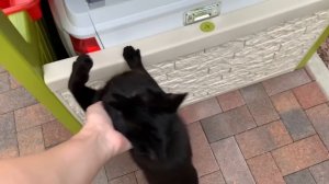 Ищем дом для нашей девочки Багиры! Красивая кошка ищет хозяев !