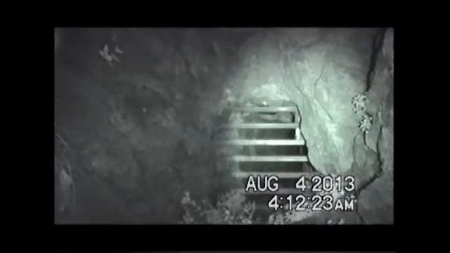Hover at 0.5 speed - Arizona BatWatch example смотреть онлайн