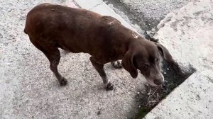 VLOG Алиса пишет СТИХИ ! Лёша зовёт нас в Крым ! Шоппинг с Алисой !