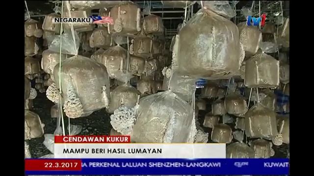 CENDAWAN KUKUR - MAMPU BERI HASIL LUMAYAN [22 MAC 2017] смотреть онлайн