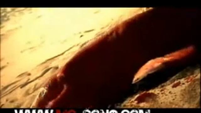 ▶ Mohsen Chavoshi Nafas Borideh YouTube смотреть онлайн
