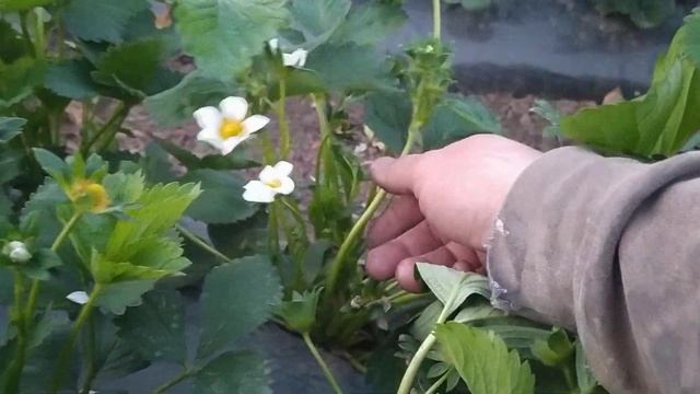 Где прячутся цветочки смотреть онлайн