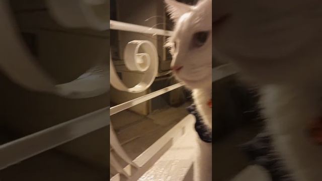 minou was playing in the window yesterday ❤️❤️ смотреть онлайн
