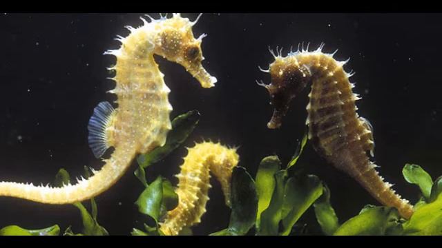 The Planets Suite- Neptune, the Mystic смотреть онлайн