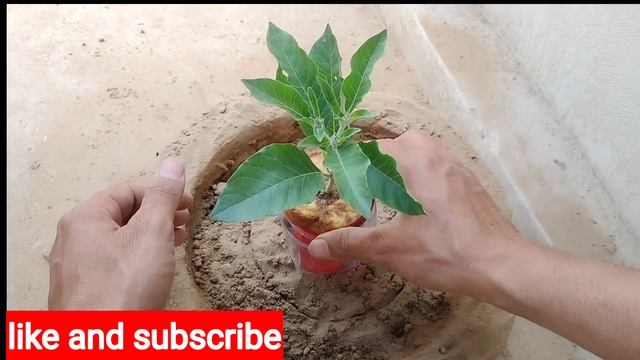 Modern method of growing apple tree is 100% successful смотреть онлайн
