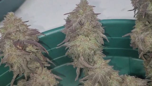 Mac x Blueberry = Mac Berriez from FirePlace Genetics grown under Mars Hydro SP 250 Zen Nutrients смотреть онлайн