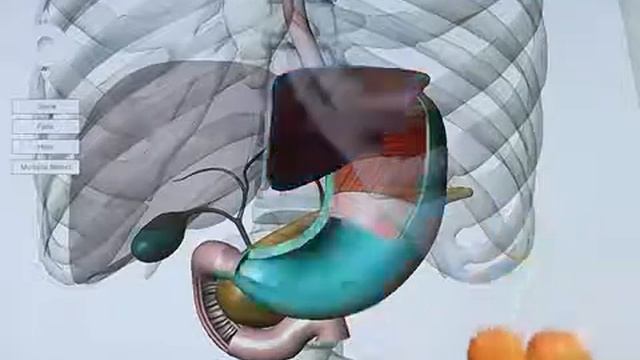Visible Body 3D Digestive Anatomy for iPad tutorial смотреть онлайн