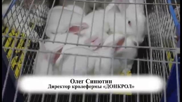 Репортаж Про Наших Партнерах с Донецкой Кроликофермы ДонКрол! Donetsk Rabbit Farm DonCrol смотреть онлайн