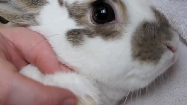 BudgetBunny: Trimming Your Rabbits Nails смотреть онлайн