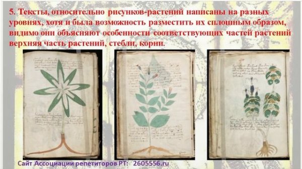 13 секретов рукописи Войнича