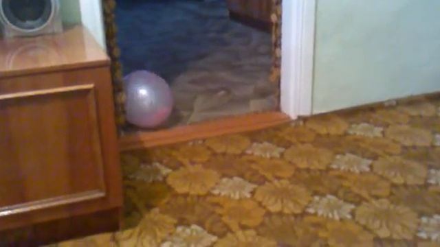 Кошки тоже умеют играть в футбол!!! смотреть онлайн