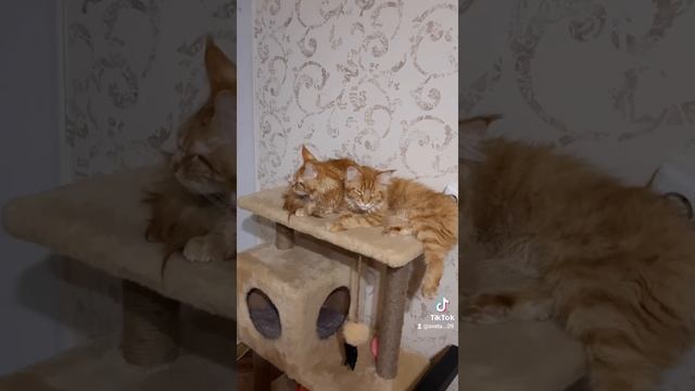 мей куны #мейкун #фродо смотреть онлайн