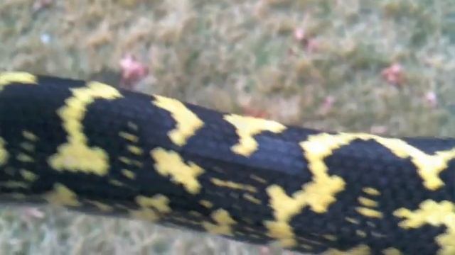Jungle Carpet & Jaguar Carpet Python смотреть онлайн