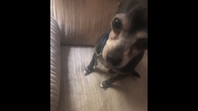 MY SILLY DOG MAC смотреть онлайн