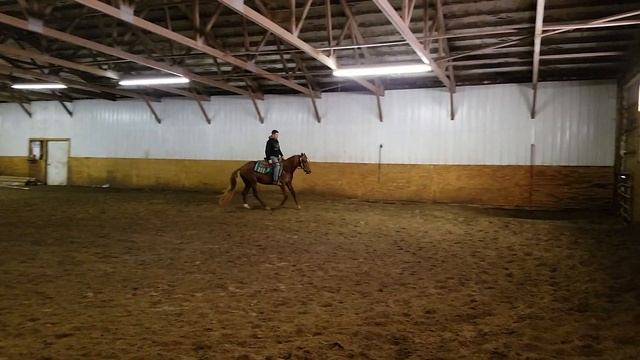 Macs Good N Plenty 2 yr old gelding смотреть онлайн