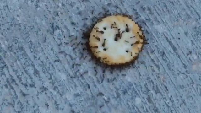 Mac DeMarco - Pomegranate Peter (20180702) смотреть онлайн