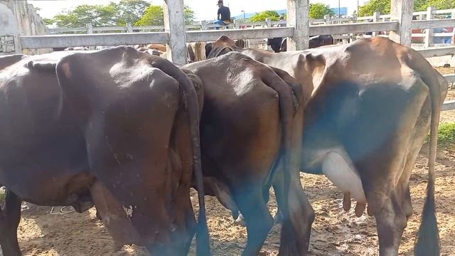 FEIRA DE GADO EM CAMPINA GRANDE-PB 03/04/2024 смотреть онлайн