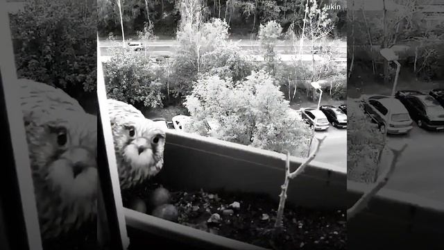 Man Is Startled By What He Finds In The Window Box & Immediately Knows What He Has To Do смотреть онлайн