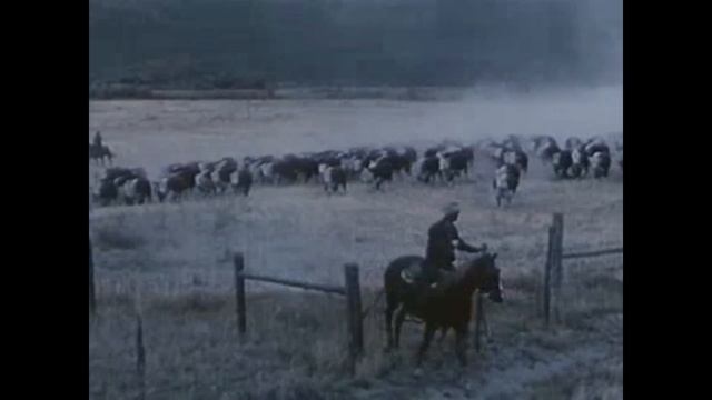 Passing Out Pieces - Music Video - Mac DeMarco