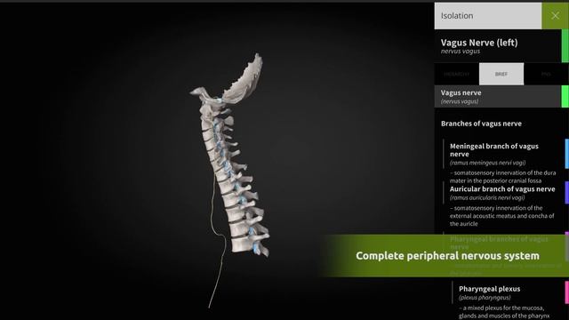 ANATOMYKA app - Explore complete Peripheral nervous system смотреть онлайн