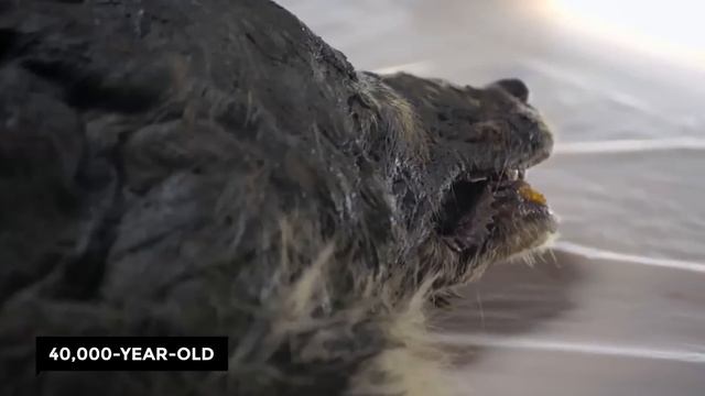 What They Discovered In Europe Shocked The Whole World смотреть онлайн