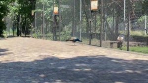 Восторг!!! Парк Львов ТАЙГАН ! THE BEST LION PARK !