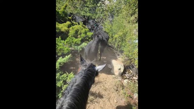 Hip#18- Lincoln - 2017 DraftX Gelding - Cody Horse Sale Cody, WY May 7, 2022 - RCR Horses смотреть онлайн