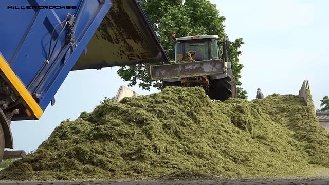 Triticale Silage | Claas Jaguar 950 + Direct Disc 610 | Claas Axion 850/830 + Arion 640 смотреть онлайн