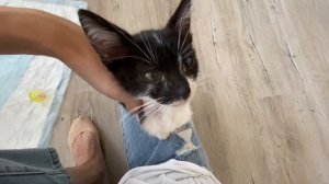 Уличный котёнок Томас! Забрали котёнка домой! Кормим и лечим котёнка! Мили Ванили