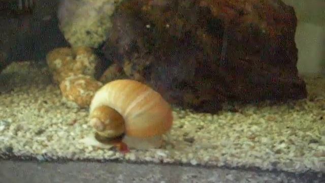 Golden Apple Snail смотреть онлайн