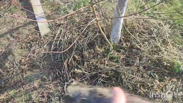 Когда и зачем желательно обновить дерево. смотреть онлайн