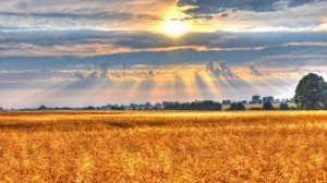 Алина Гаврилова - «Летел голубь» (OST «Географ глобус пробил»)