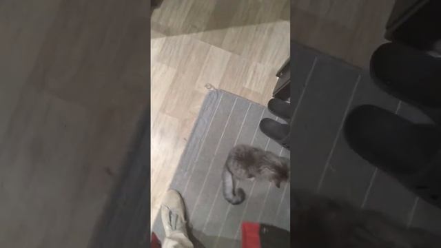 Что то пошло не так 😁 #shorts смотреть онлайн