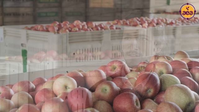 Discovering creative solutions for regenerative apple growing | Kyle Rasch, Tom Rasch & Son Orchard смотреть онлайн