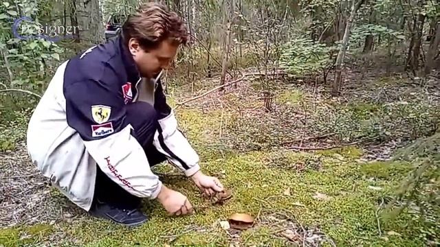 Тихая охота в красивом лесу смотреть онлайн