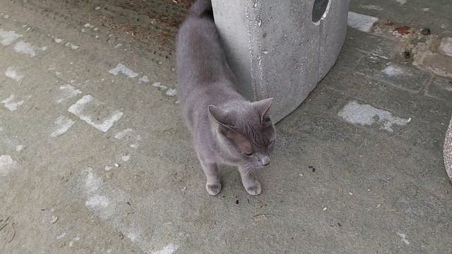 ОСЕНЬ НА КИПРЕ🌺И КИПРСКИЕ КОТИКИ НА ПОБЕРЕЖЬЕ🌺 смотреть онлайн