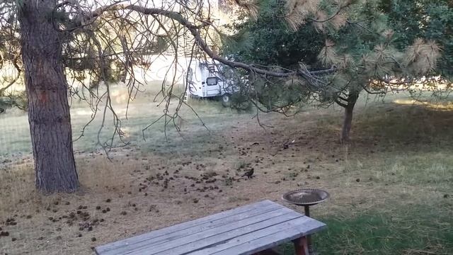 Clef and Coda land on me to watch the crows and magpies смотреть онлайн