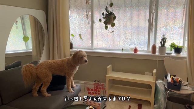 We're moving! ブルックリン内でお引越し。🚚 // NY VLOG #17 смотреть онлайн