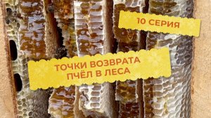 10 серия. Точки возврата пчёл в леса