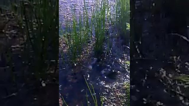 борзая лягуха смотреть онлайн