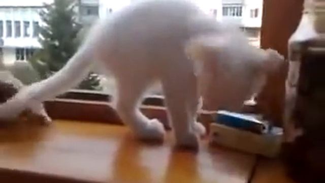 Cat wants to save owner's arm from falling out the window смотреть онлайн