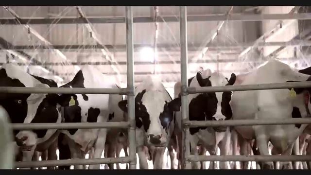 THACKER DAIRY PRODUCTS PVT LTD смотреть онлайн