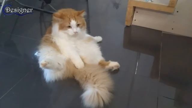 Хе из курицы. смотреть онлайн