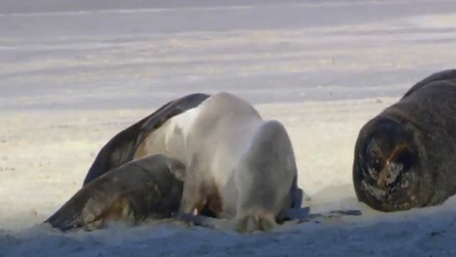 (Windows 7) Wildlife video смотреть онлайн